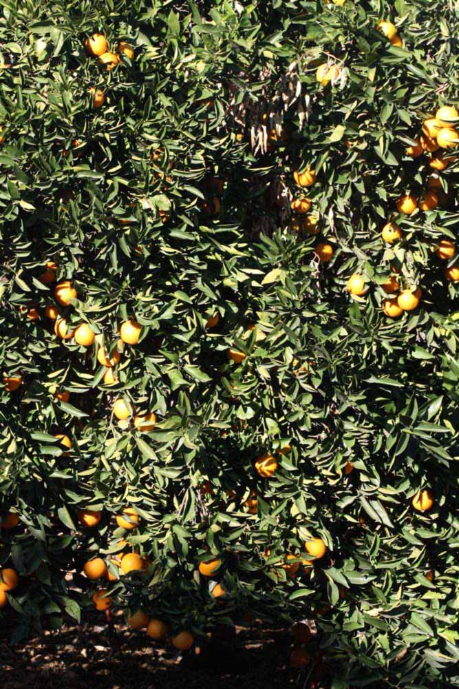              Habit (Riverside, CA)       